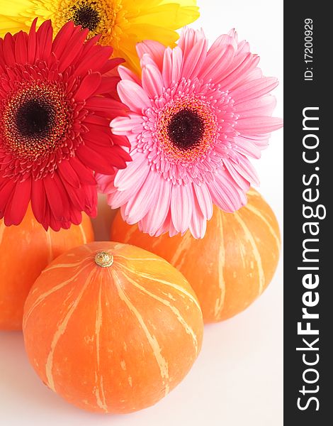 Three pumpkins and three colorful daisies