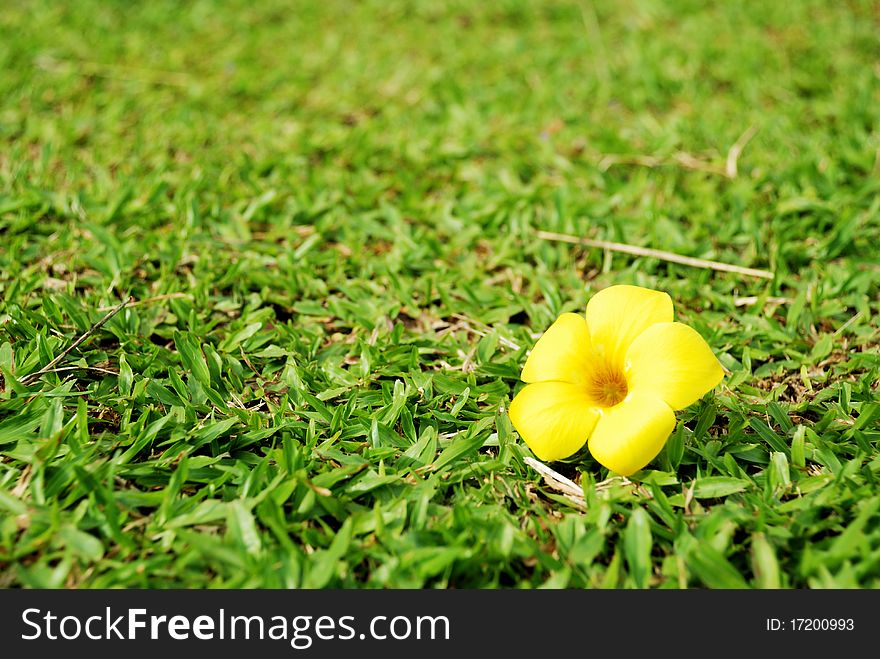 Yellow flower placed on the green grass. Yellow flower placed on the green grass