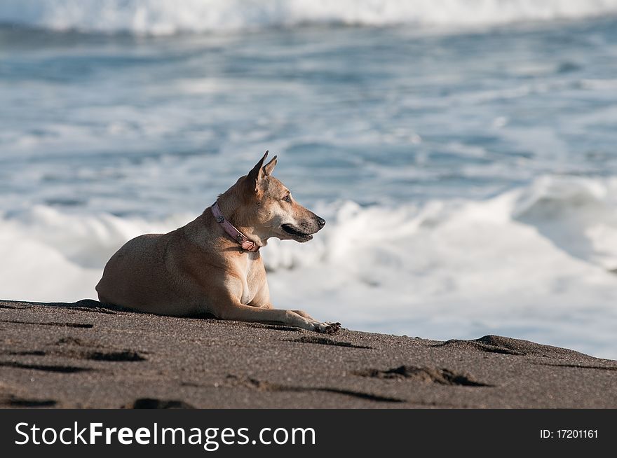 Dog Taking Sun Bath