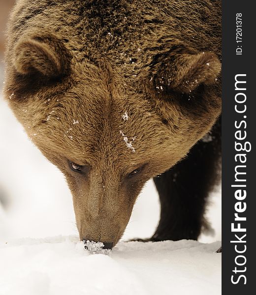 Brown Bear ( Ursus Arctos )