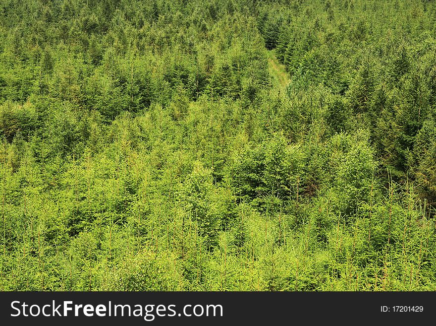 Young spruce forest with a green way and some birch trees. Young spruce forest with a green way and some birch trees