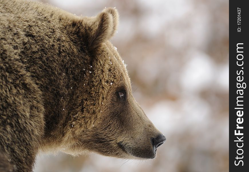 The european brown bear is the biggest predator, who lives on the land. The european brown bear is the biggest predator, who lives on the land.