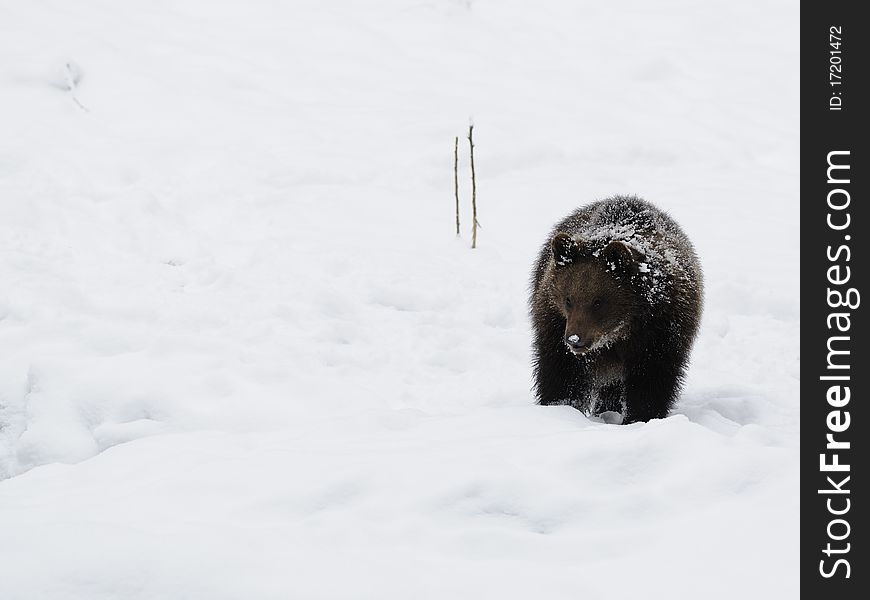 Little Brown Bear In Winter Landscape