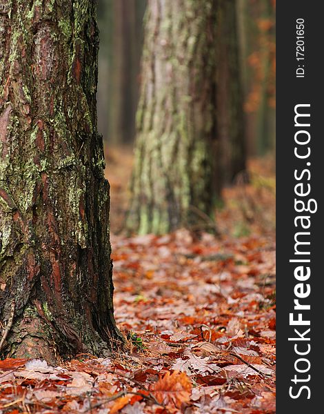 Old mossy trunks in clammy autumn forest. Old mossy trunks in clammy autumn forest