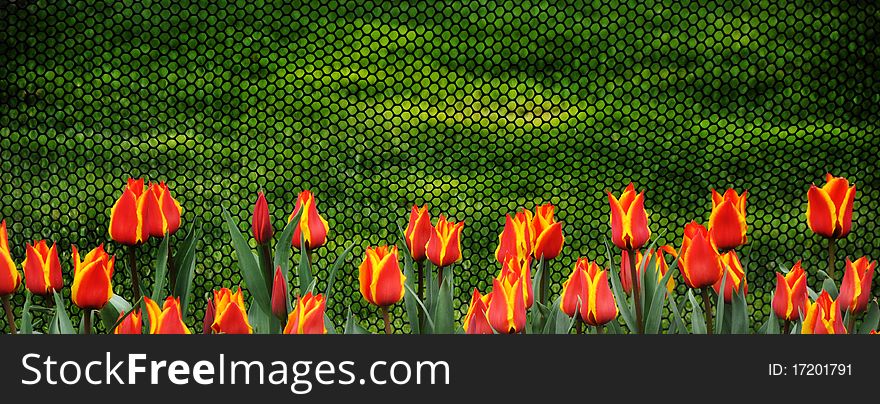 Tulips border in panorama format