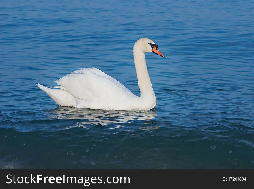 White swan alone at the black sea