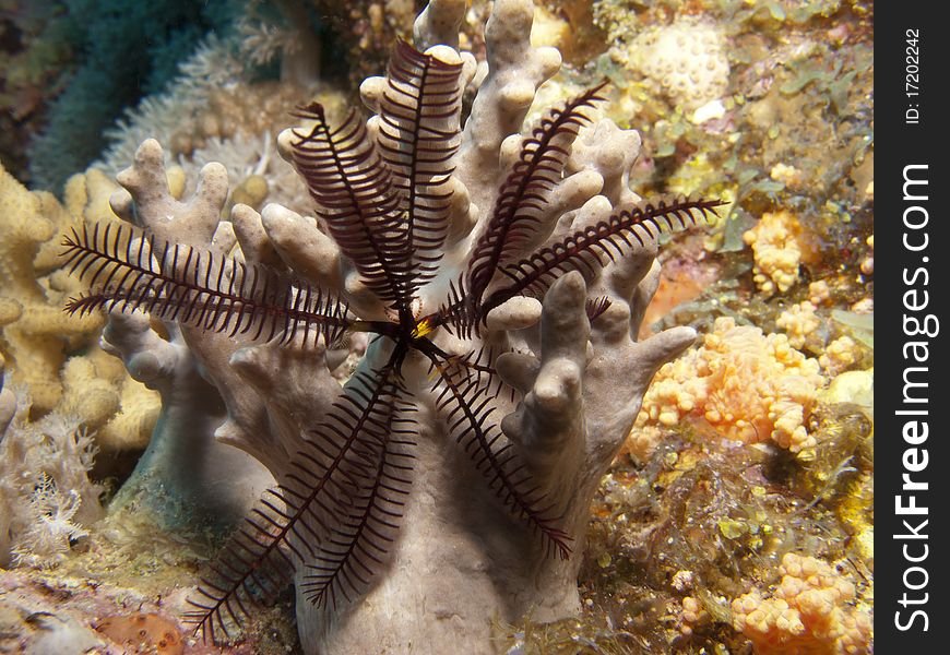Comatulid on soft coral, looks like a windmill. Comatulid on soft coral, looks like a windmill