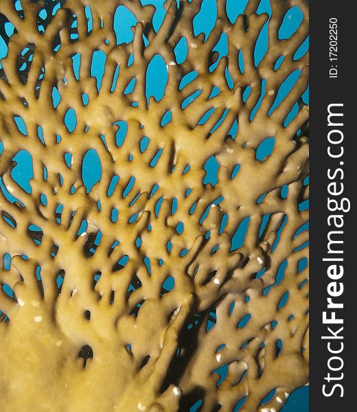 Egyptian Branching fire-coral with blue background. Egyptian Branching fire-coral with blue background