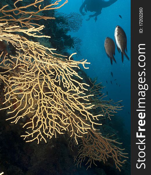 White gorgonian with in background a diver in the blue. White gorgonian with in background a diver in the blue