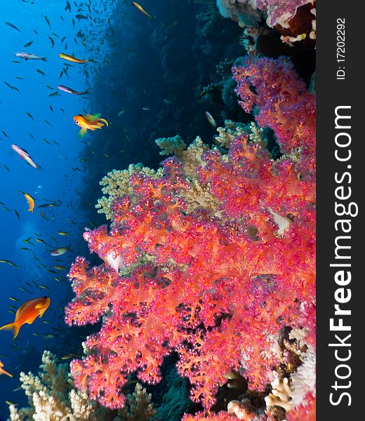Elphinstone reef with in foreground a red soft coral and in background the blue color of the red sea