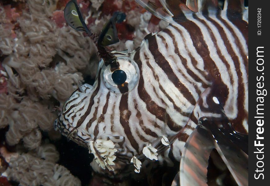 Close up of a lion fish. Close up of a lion fish