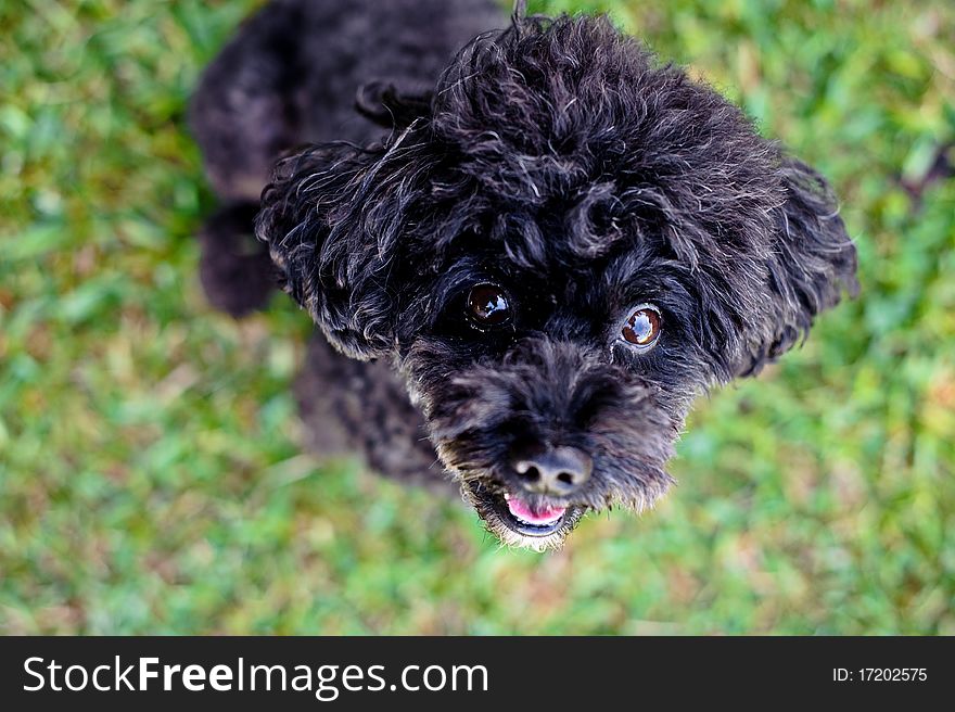 Black toy poodle staring at camera. Black toy poodle staring at camera.