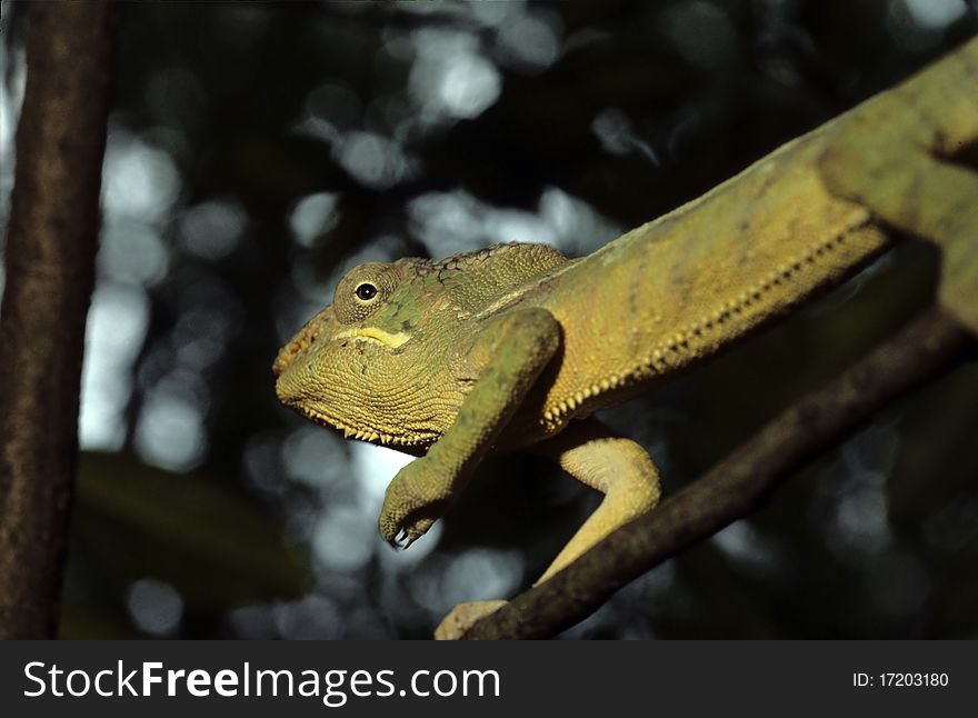 Chameleon in the madagascar jungle