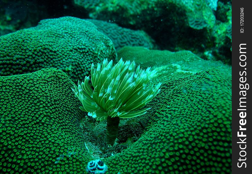 Photo taken in Islas del Rosario National Natural Park Corales - Colombia. Photo taken in Islas del Rosario National Natural Park Corales - Colombia
