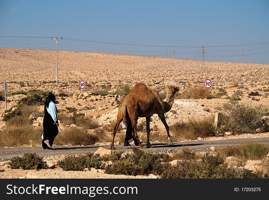 Camel  On Parallel Road