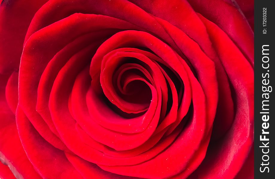 Red rose. macro.