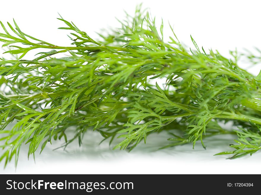 Fresh green dill isolated on a white background. Fresh green dill isolated on a white background