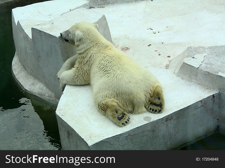 Polar bear lying on ice floe.
