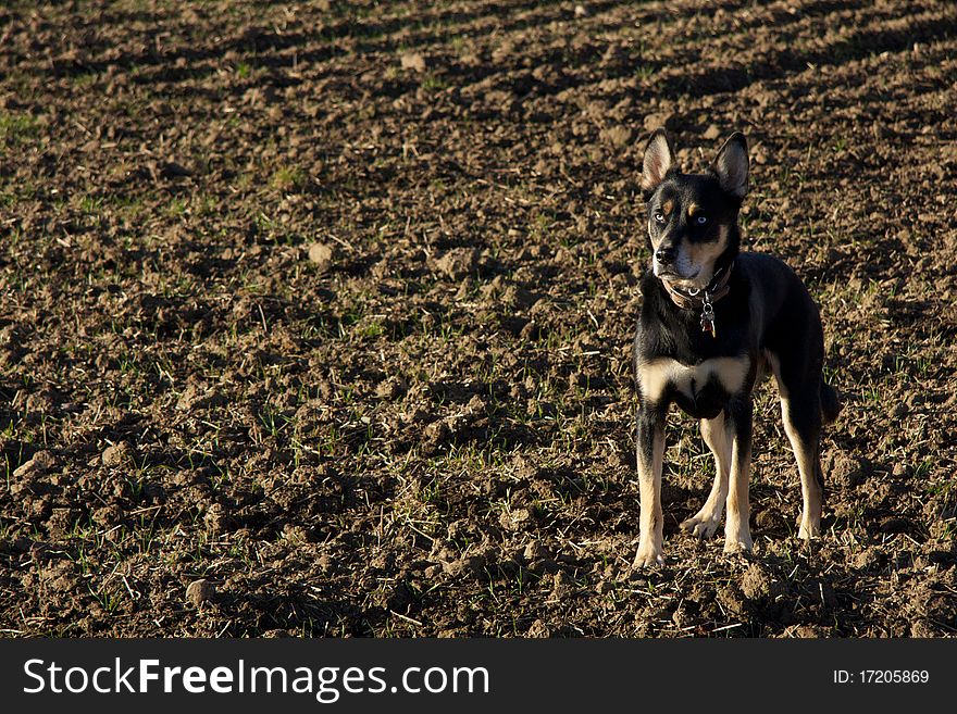 Very sharp looking photo of a dog in a farmer's field after harvest. Very sharp looking photo of a dog in a farmer's field after harvest.