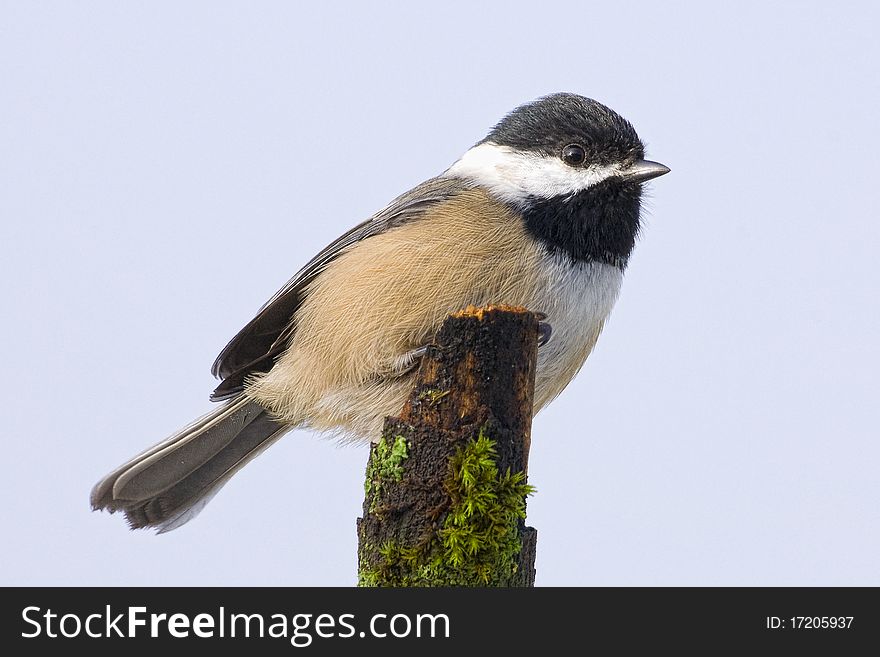 Chickadee perched on a branch. Chickadee perched on a branch.