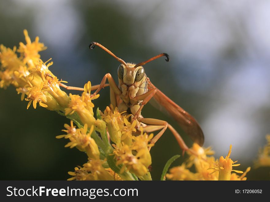 Paper Wasp (Polistes aurifer)