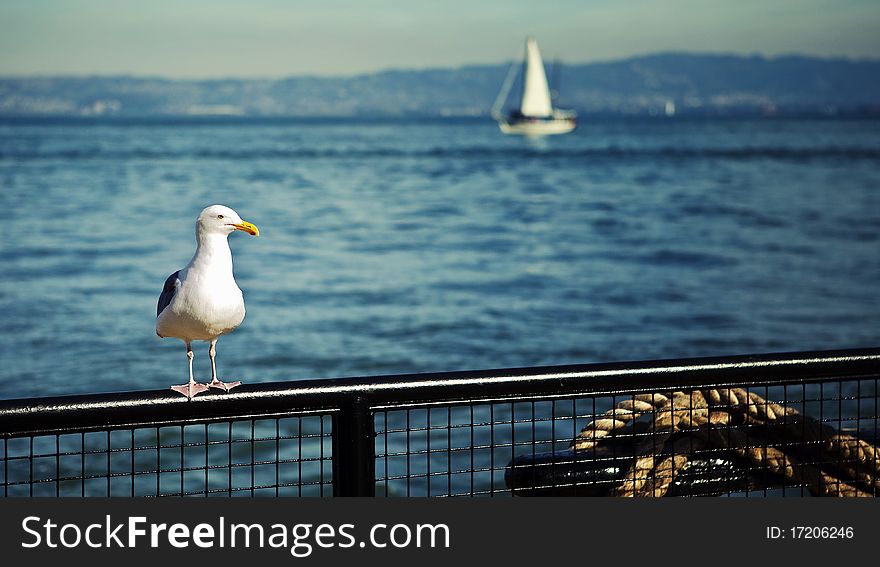 Seagull on Fence