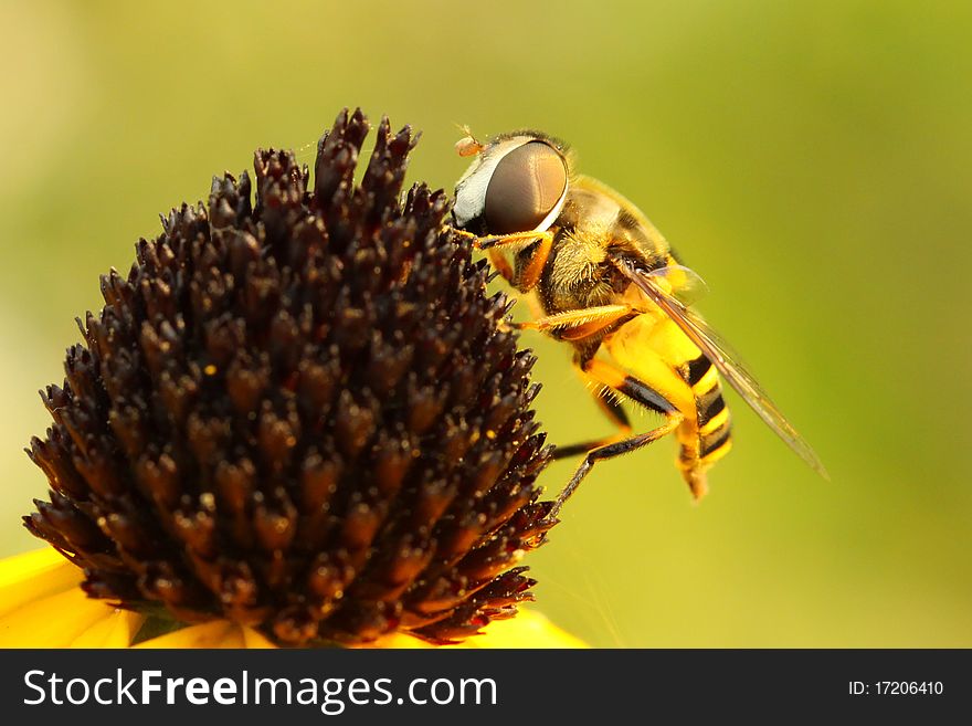 Virginia Flower Fly (Milesia Virginiensis)