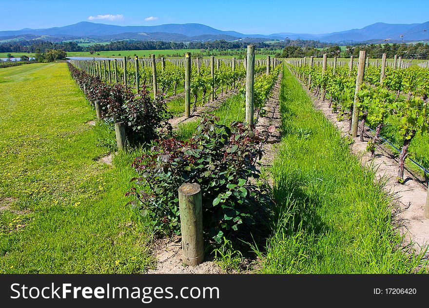 The grapes farm in australia.