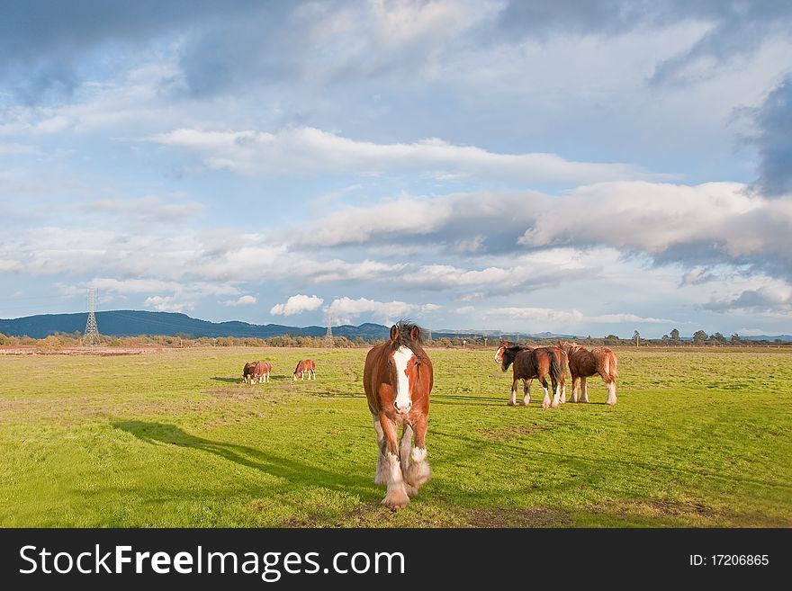 Herd Of Clydesdale Horses