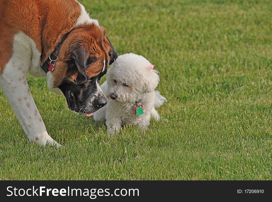 Saint Bernard dog leaning down to investigate a Bichon dog. Saint Bernard dog leaning down to investigate a Bichon dog