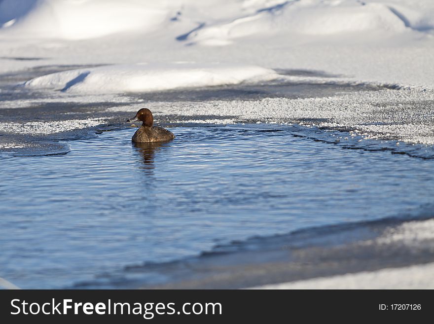 Duck in Frozen Pond