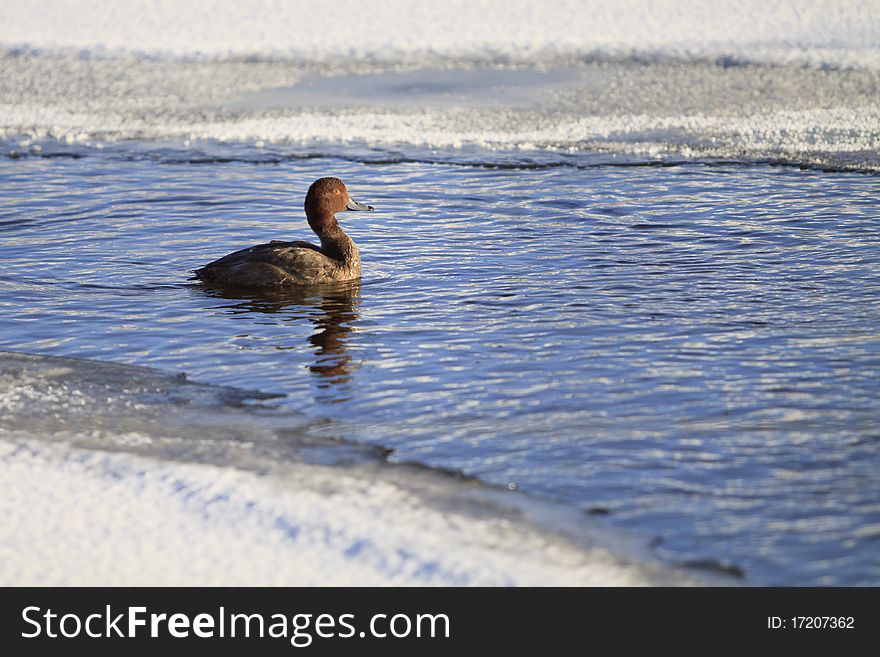 Image of a duck swimming in a largely frozen pond in western North Dakota. Image of a duck swimming in a largely frozen pond in western North Dakota.
