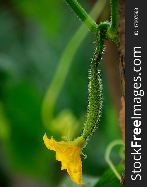 Green Cucumber with Yellow Flower and small white thorn