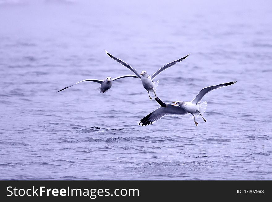 Three herring gulls fight for a fish while flying. Three herring gulls fight for a fish while flying.