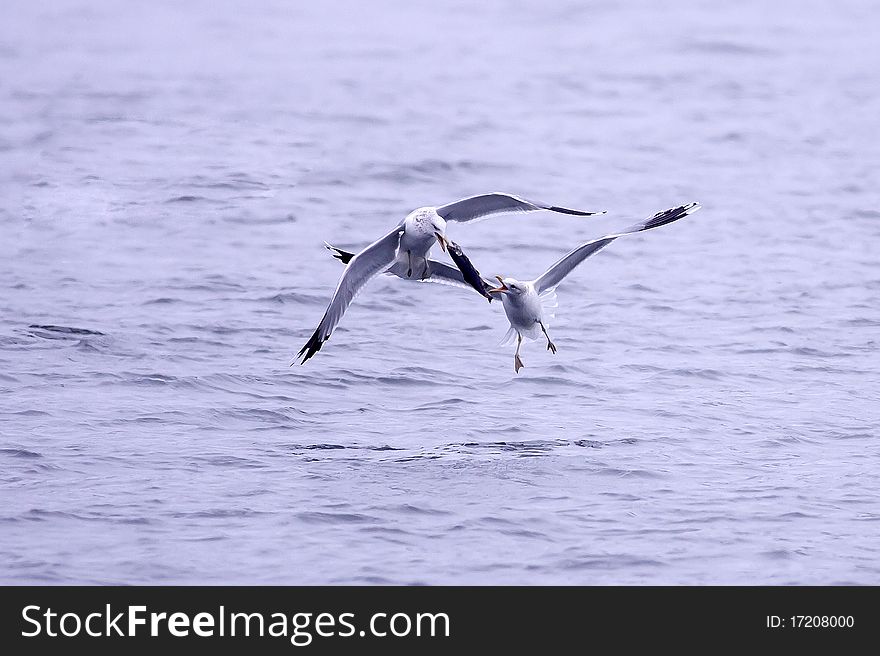 Two herring gulls fight for a fish while flying. Two herring gulls fight for a fish while flying.