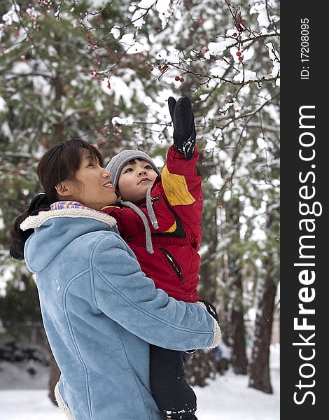 A boy being held by his mother reaches up for snow covered berries. A boy being held by his mother reaches up for snow covered berries.