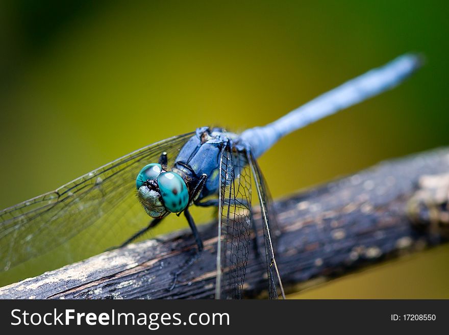 Mature male orthetrum luzonicum resting on a branch. Mature male orthetrum luzonicum resting on a branch