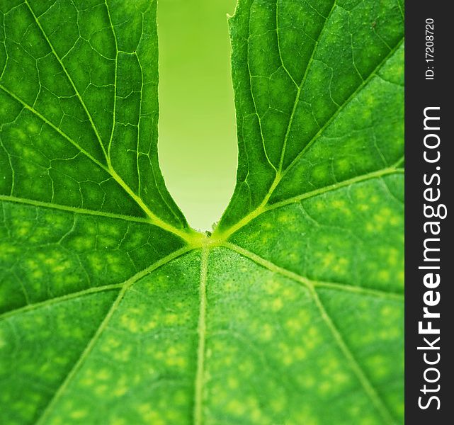 Picture of a green leaf background
