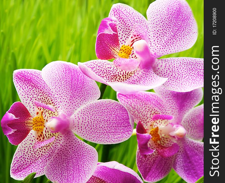 Beautiful orchid flowers over green grass background