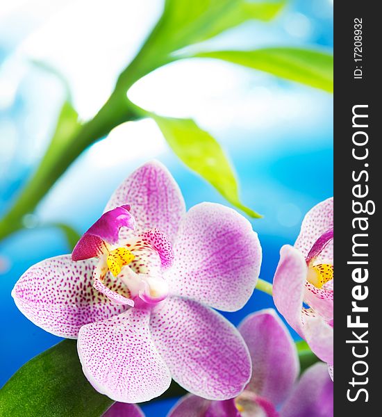 Picture of a beautiful orchid flowers