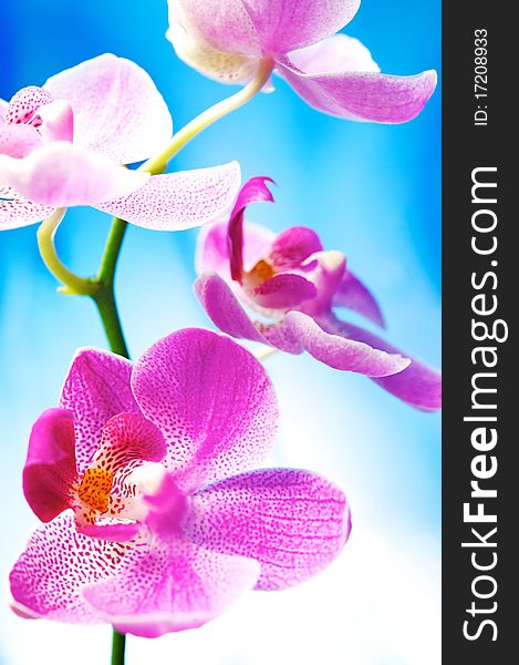 Picture of a beautiful orchid flowers