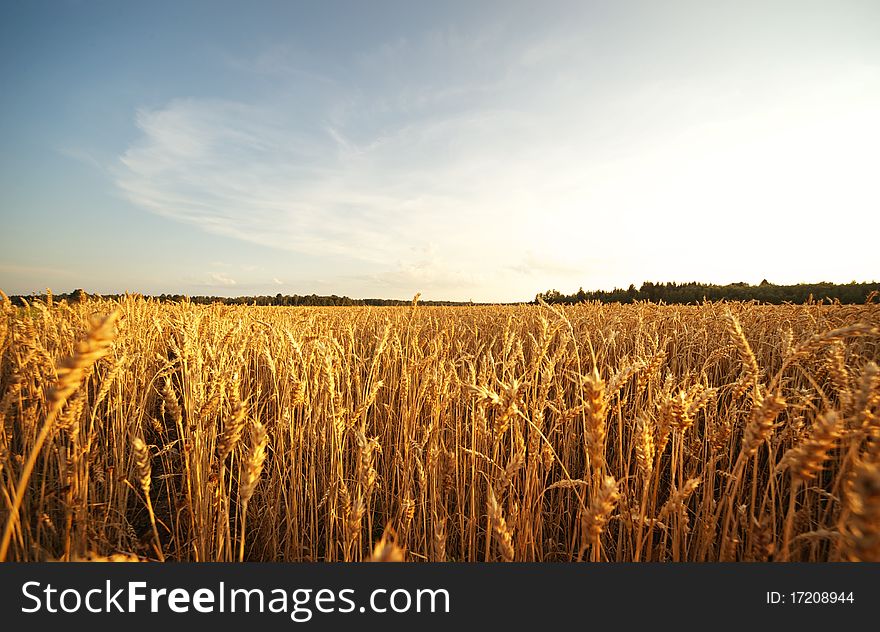 Picture of a wheat field