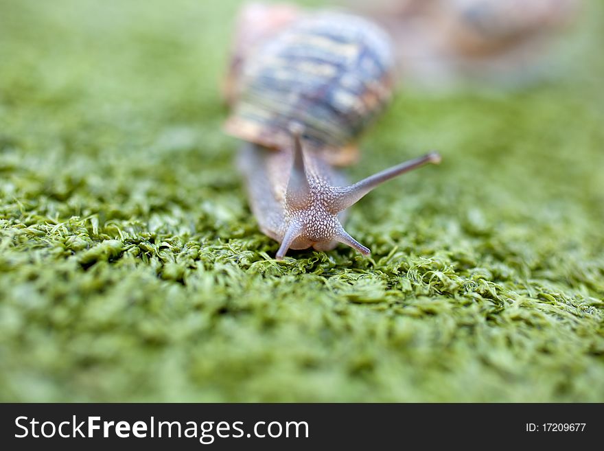 Snail on the artificial green grass