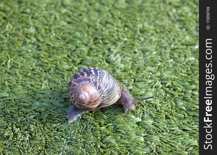 Snail on the artificial green grass