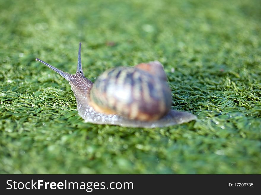 Snail on the artificial green grass