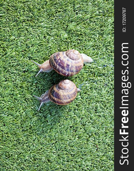 Snails on the artificial green grass