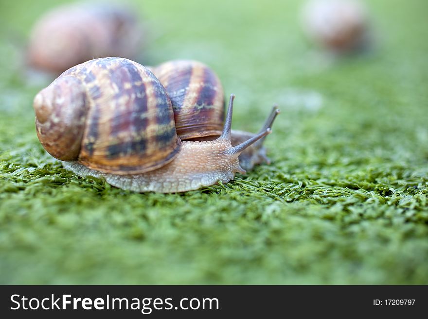 Snails on the artificial green grass