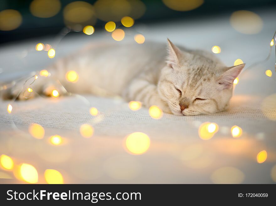 British shorthair kitten silver color was sleeping on a bed decorated with many small lights, creating a beautiful bokeh in the Christmas concept