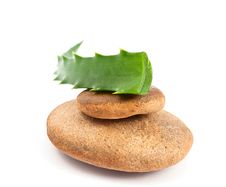 Aloe Vera - Curative Plant Royalty Free Stock Images Aloe Vera - Curative Plant Royalty Free Stock Images