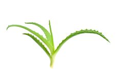 Aloe Vera - Curative Plant Royalty Free Stock Image Aloe Vera - Curative Plant Royalty Free Stock Image